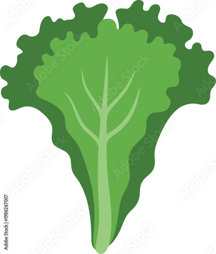 Green Lettuce Leaf vegetable food