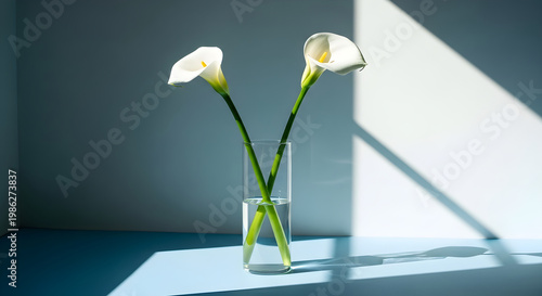 Two white calla lilies in a glass vase bathed in soft light