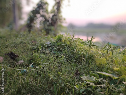 Lush green leaves of a climbing plant cover a tree trunk in a natural setting. The background features a soft-focus view of a serene landscape with grassy fields and a water body,