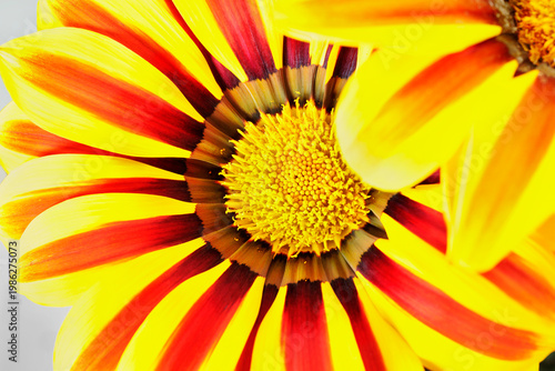 Detail of gazania flower
