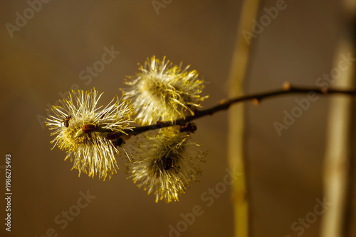 Pussy willow flowers branches. Pussy willows flower on blurry background. Empty place for text.