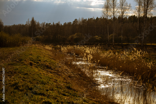spring evening, drainage ditch, evening sunset, Latvia landscape, calm water, dry grass, forest ahead