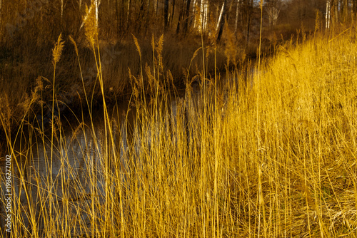 dry grass background. Spring evening light