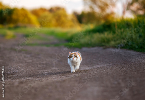 A cute cat is running on the road in a sunny park and hunting