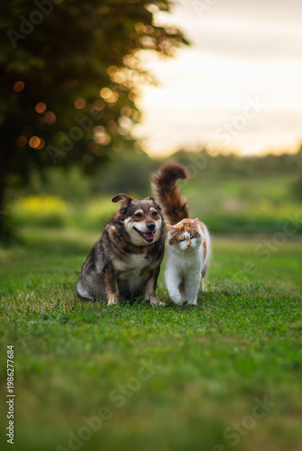 couple of furry friends cute dog and cat walking in the garden on a sunny sum...