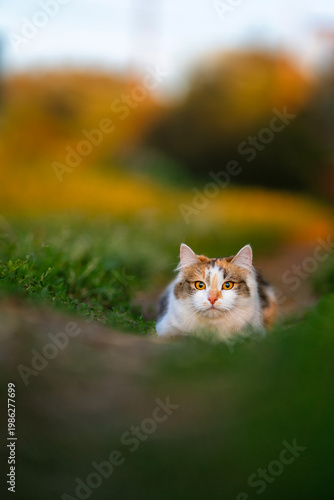 cute fluffy cat lying on the grass in the spring garden