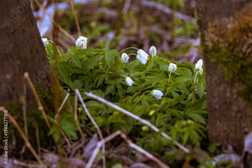 wild flowers, Anemone nemerosa or wood anemone on forest ground