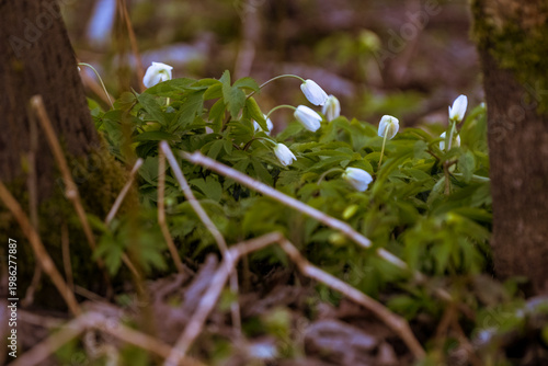 wild flowers, Anemone nemerosa or wood anemone on forest ground