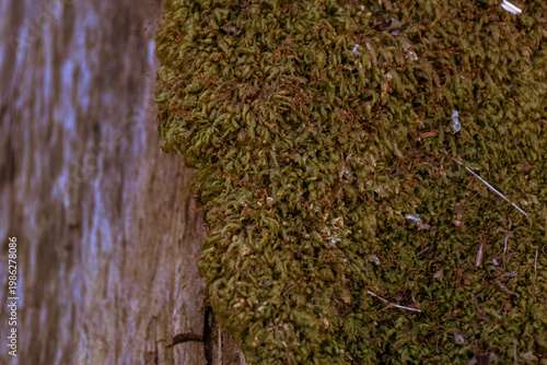 Moss Seamless Texture. Green Moss. 
