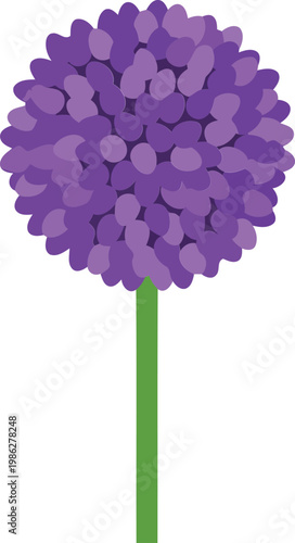 Purple Allium Flower purple flower green stem 1 floral