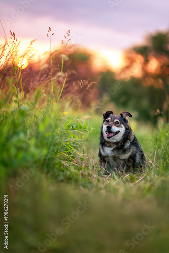 A cute dog sitting in the grass on a green meadow on a sunny summer evening a...