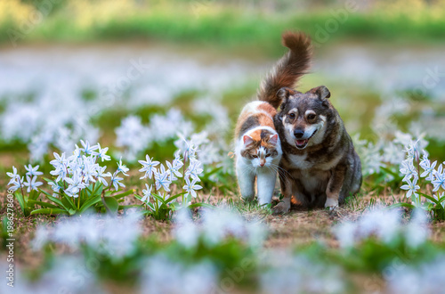 couple of furry friends, a cute dog and a cat walking in the garden on a spri...