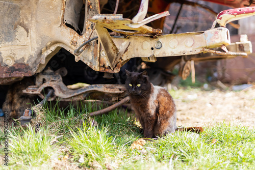 An attentive darkcolored cat watches over scattered wreckage and sunlit grass nearby