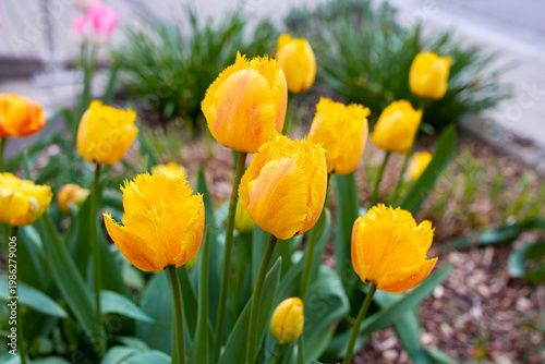 Εκτύπωση καμβά Vibrant yellow fringed tulips Crystal Star blooming in a spring garden