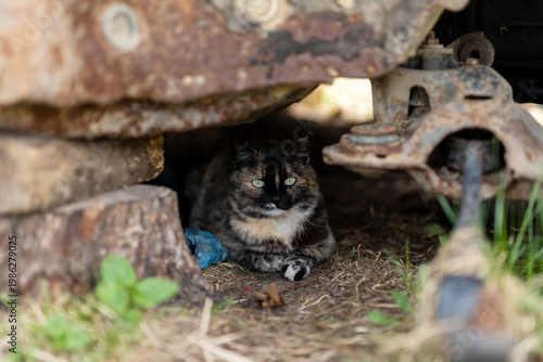 Silent predator with cautious gaze seeks refuge beneath dusty grasscovered vehicle