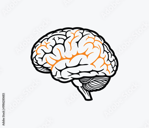 A drawing of a brain with orange and green lines