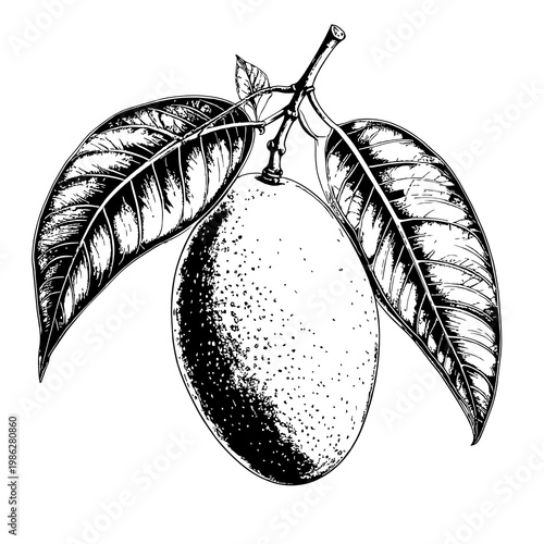 Mango rysunek