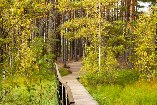 Wooden path through evergreen forest. Nature trail for hiking in national park. Eco-friendly walkway in woodland for outdoor recreation, ecological tourism and peaceful walk in autumn.