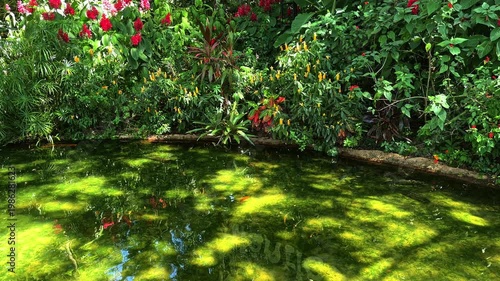 Lush tropical garden pond with colorful flowers and green water in Iguazu, Brazil