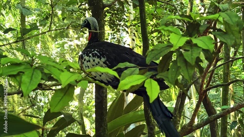 Black-fronted piping guan perched on a tree branch in the lush tropical rainforest of Iguazu, Brazil