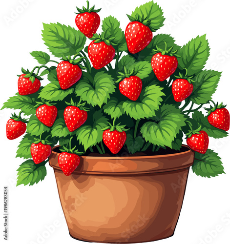 Healthy strawberry plant in pot with ripe red fruit and green leaves, fresh organic berries growing at home illustration