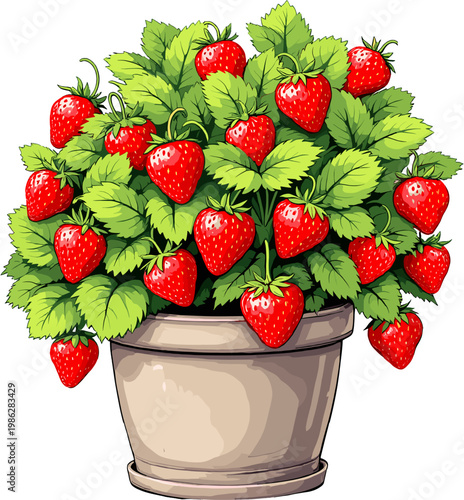 Lush strawberry plant with many ripe berries in pot, home gardening and fresh fruit harvest concept illustration