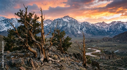 Ancient bristlecone pine trees stand resilient on a rocky outcrop against a backdrop of snow-capped mountains during a vibrant sunset