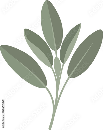 Sage green leaves on a stem plant