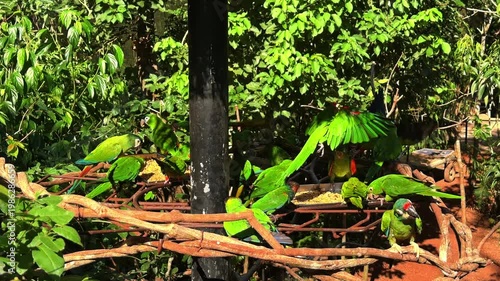 Flock of green parrots feeding on a platform in the lush tropical forest of Iguazu, Brazil