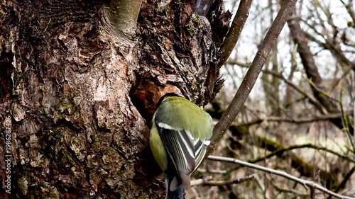 The great tit makes a nest on the bark of a tree. The small yellow-breasted sparrow (Parus major) builds a nest in a hollow tree trunk in the forest