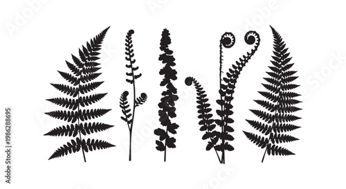 Fern leaf silhouettes set isolated on white background various wild forest plant fronds botanical nature elements vector.