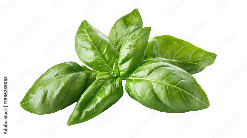 Fototapeta premium A vibrant bunch of fresh basil leaves on transparent background