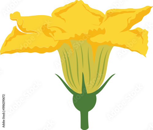 Yellow Flower with Green Stem and White Background