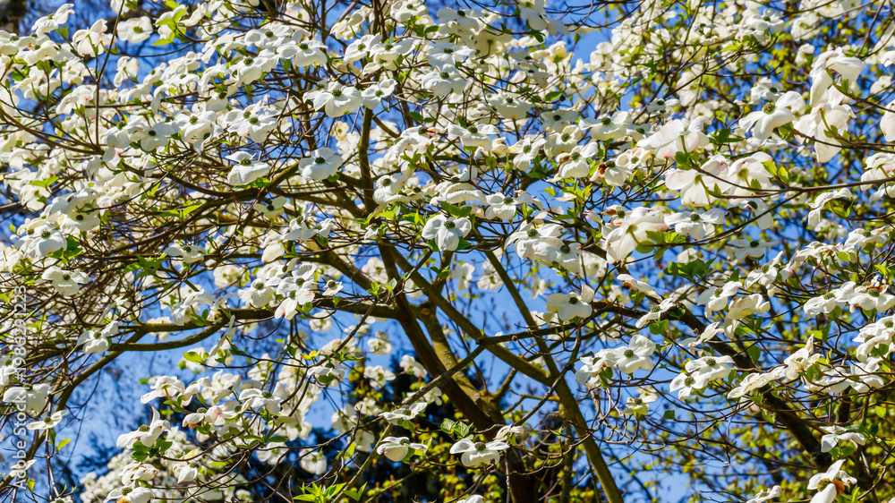 Fototapeta premium White dogwood flowers bloom on branches under blue sky in spring season at a park or garden