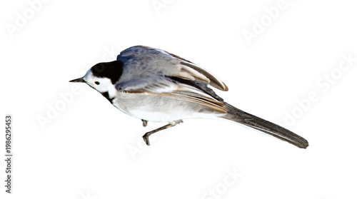 White wagtail bird jumping isolated on white background