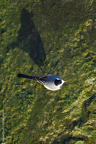 Wild songbird gliding above shallow river with visible shadow on mossy bottom for environmental and wildlife conservation themes