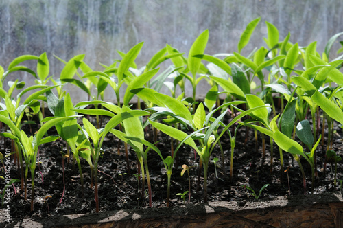 Young seedlings of pepper in a pot on the windowsill.