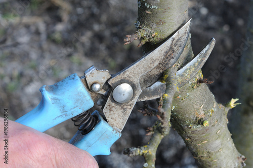 Pruning fruit trees in the garden. Pruning fruit trees in spring.