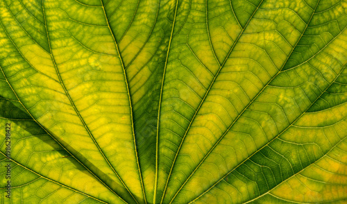 green leaf texture