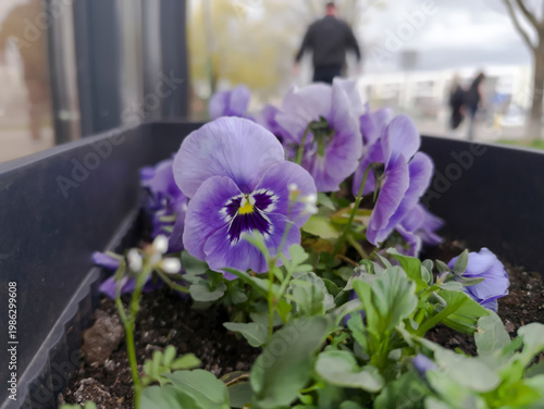 Fioletowe bratki (Viola tricolor var. hortensis) kwitną bujnie w prostokątnej skrzynce kwiatowej. Płatki kwiatów mają odcienie niebieskiego i fioletu z wyrazistym żółtym środkiem.