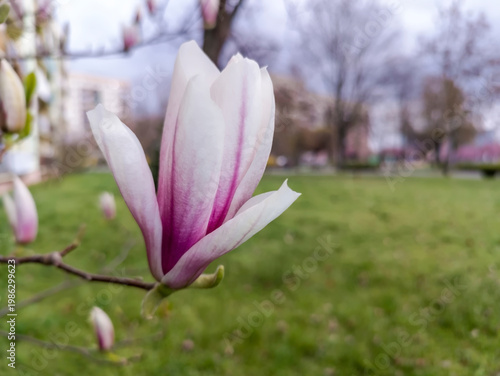 Kwiat magnolii (Magnolia spp.) w pełnym rozkwicie jest wyraźnie widoczny, o delikatnych różowo-białych płatkach. Kwiat jest przyczepiony do gałęzi, a rozmyte tło ukazuje trawnik bloki mieszkalne .