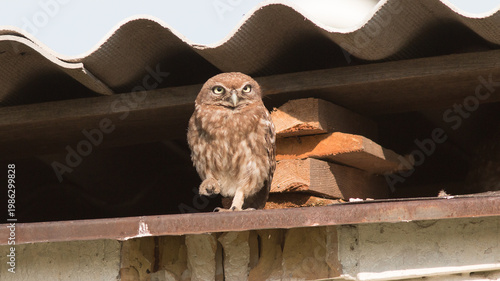 owl on a branch