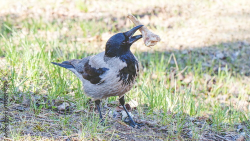 black winged blackbird
