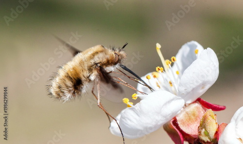 bee on a flower