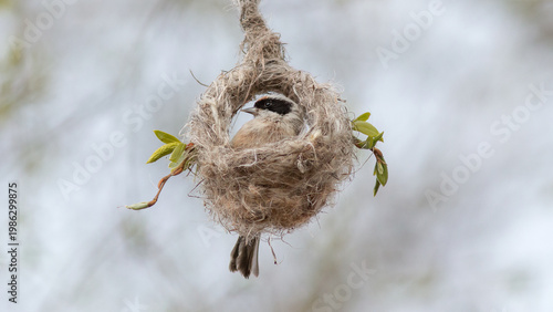 bird in nest