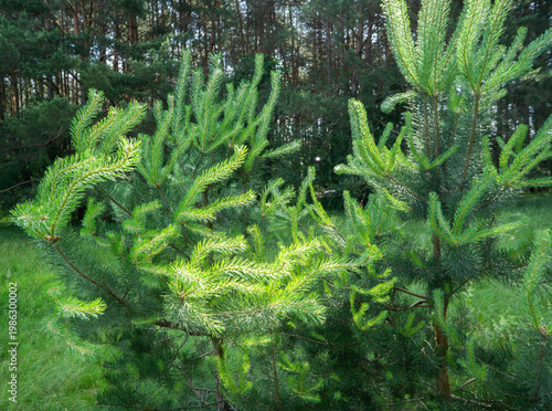 Young Pine Trees Close-Up in Forest