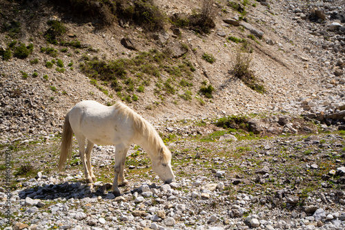 Schilderij op canvas White horse standing on rocky mountain terrain with green forest in background