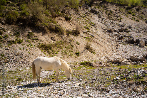Schilderij op canvas White horse standing on rocky mountain terrain with green forest in background