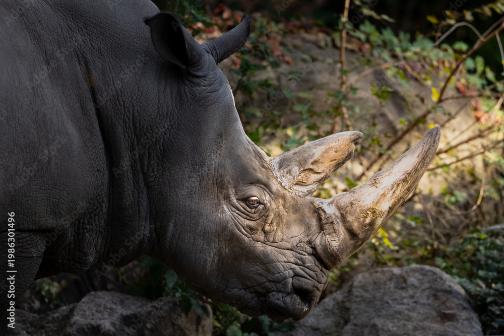 Fototapeta premium Rhino in the wild