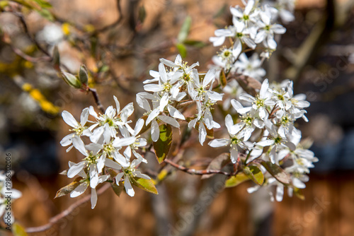 In spring: white blossoms of amelanchier tree serviceberry (juneberry, shadbush, Felsenbirne) with blue sky